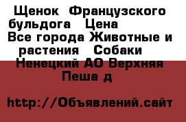 Щенок  Французского бульдога › Цена ­ 35 000 - Все города Животные и растения » Собаки   . Ненецкий АО,Верхняя Пеша д.